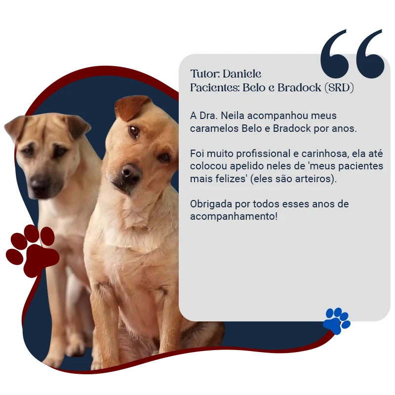 Daniele belo e bradock copy